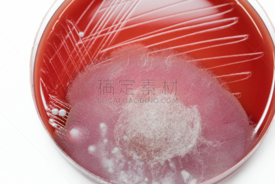 细菌,病原,血琼脂,风,生物科技,水平画幅,微生物学,无人,科学