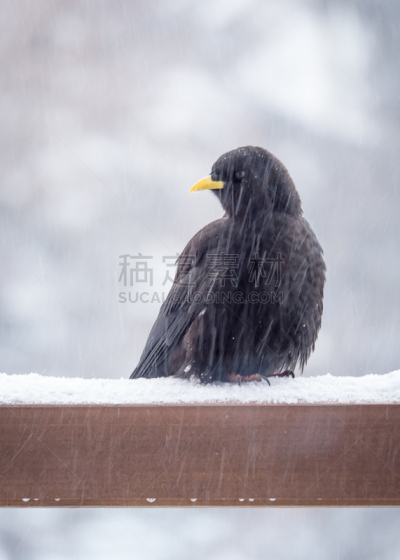阿尔卑斯山红嘴山鸦,自然,垂直画幅,匈牙利,雪,鸟类,秃鹰,犀鸟,肖像,户外