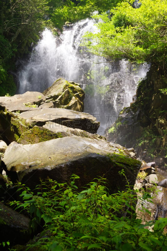 箱根湿地植物园,箱根园,富士箱根伊豆国立公园,自然,垂直画幅,水,美,瀑布,无人,户外