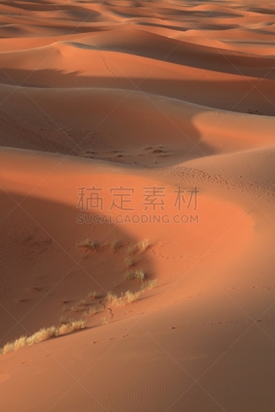 Erg Chebbi Dunes,垂直画幅,图阿雷格人,山,沙子,莫鲁加,无人,贝多因人,兴奋,远征
