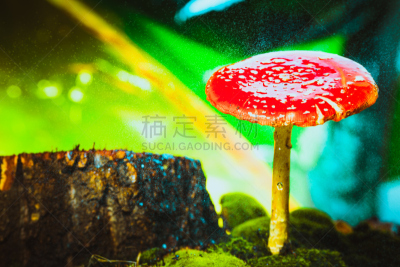 苔藓,斑点,红色,白色,自然美,蘑菇,褐色,水平画幅,无人,夏天