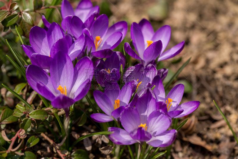 first spring flowers in garden crocus