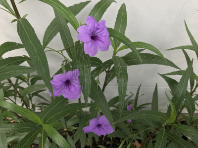 沙漠矮牵牛,紫色,脆饼干,夏天,明亮,花束,豆荚,植物学,清新