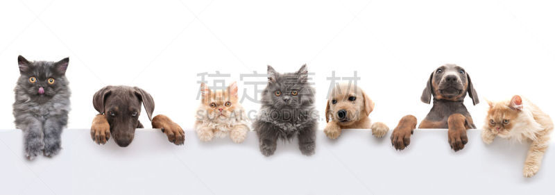 宠物,爪子,猫,杜宾犬,幽默,波斯猫,可爱的,小猫,狗,白色背景