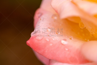 玫瑰,粉色,周年纪念,自然界的状态,浪漫,婚礼,芳香疗法,植物,背景,夏天