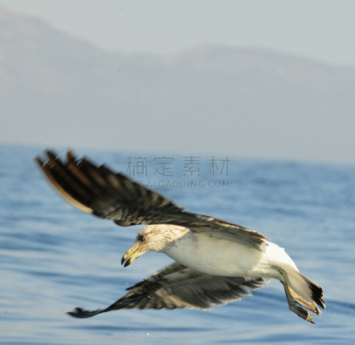 食海藻海鸥,少年早期,水,天空,风,水平画幅,鸟类,大西洋,半空中,动物身体部位