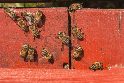 蜂箱,蜜蜂,丰富,进口标志,工蜂,昆虫群,beekeeper,养蜂,水平画幅,忙碌