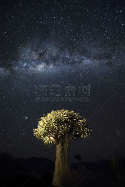 纳米比亚,芦荟树木,银河系,在下面,午夜,曙暮光,芦荟,植物,星系,箭袋