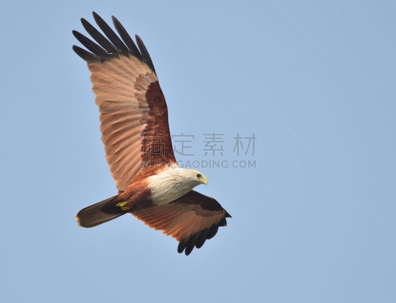 栗鸢,猎鹰,自然,野生动物,食肉鸟,水平画幅,蓝色,鸟类,老鹰,红色