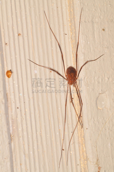 房屋,爸爸长腿蛛,铁路侧线,垂直画幅,害虫,无人,2015年,蜘蛛纲,蜘蛛,大特写