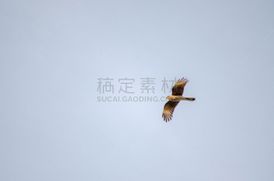 天空,浅蓝色,可爱的,传统,国内著名景点,自然界的状态,自由,野生动物,公园,翅膀