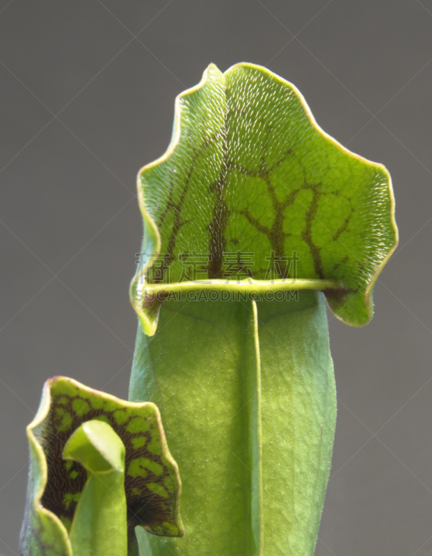 肉食植物,大特写,猪笼草,叶绿素,垂直画幅,装管,无人,捕捞鱼,异国情调,特写