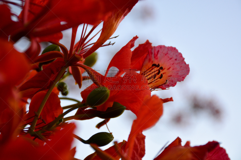 Beautiful landscape, vegetation, against a blue sky with sunset at
Brazil´s Northeast.