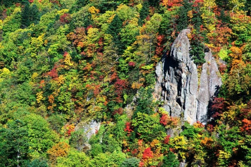 秋天,丹姆,札幌,北海道,温泉,水平画幅,枫叶,无人,枫树,晕影效果