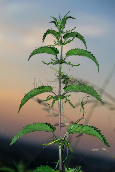 刺荨麻,大翠绿蛾,垂直画幅,天空,美,无人,夏天,复杂,特写,明亮