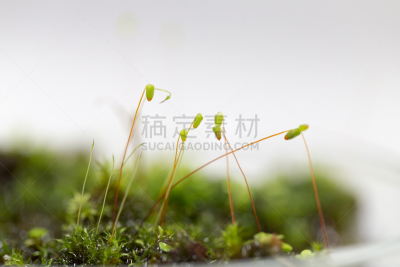 苔藓,维管植物,植物,植物学,除法,公亩,陆地,水平画幅,孢子,无人