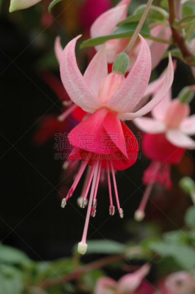 晚樱科,洛杉矶,粉色,罗伊·堪帕雷拉,垂直画幅,窗户,无人,洛杉矶县,夏天,盒子
