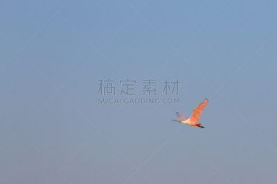 潘塔纳尔湿地,巴西,玫瑰色琵鹭,特写,热带鸟,水,美,水平画幅,鸟类,巨大的
