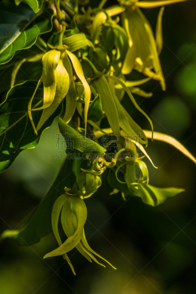 诺兹比,依兰树,除臭剂,香水柜台,臭,马达加斯加,垂直画幅,兰花,气候,芳香的