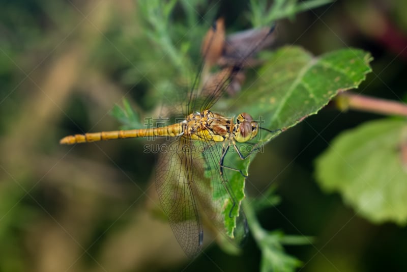 雄性动物,鹭管鱼,人老心不老,blue darter dragonfly,条斑赤蜻,新的,蜻蜓,水平画幅,无人,节肢动物