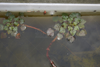水生植物,环境,食品,植物,荸荠,夏天,户外,中医,园艺,意大利