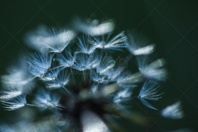 蒲公英,特写,水,天空,美,水平画幅,无人,夏天,户外,植物