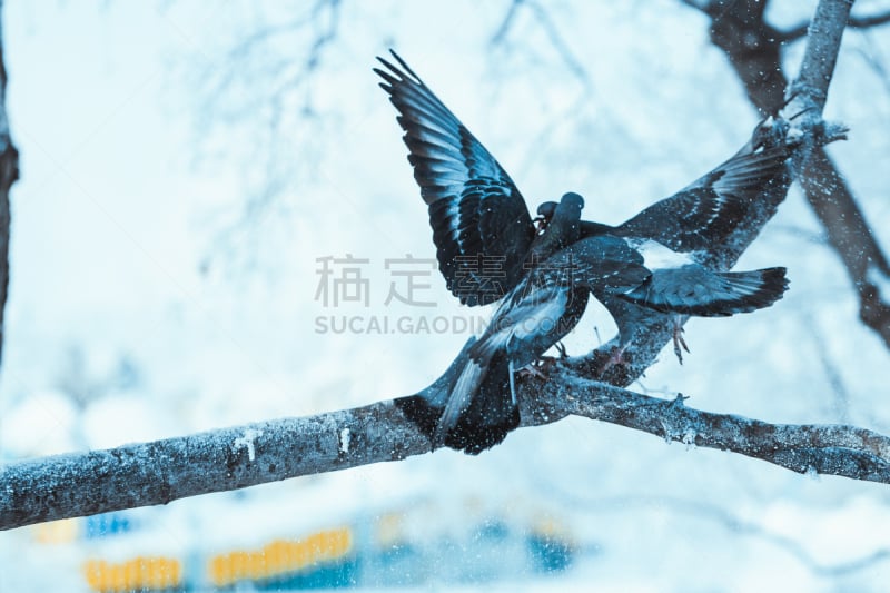 鸽子,口红印,白昼,枝,冬天,可爱的,自然,平流层,浪漫,肖像