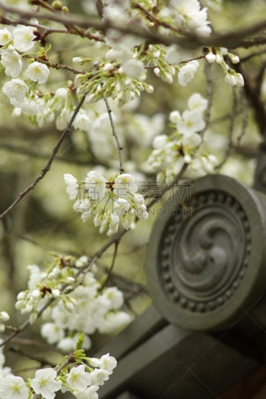 美,亮色调,白色,季节,松山,垂直画幅,四国,爱媛县,图像,花蕾