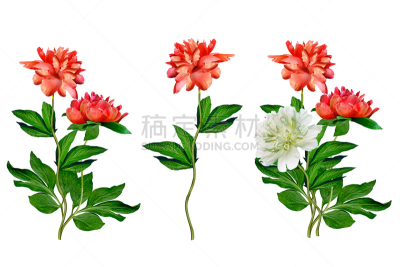 牡丹,色彩鲜艳,多色的,花序,美,贺卡,复活节,边框,水平画幅,夏天