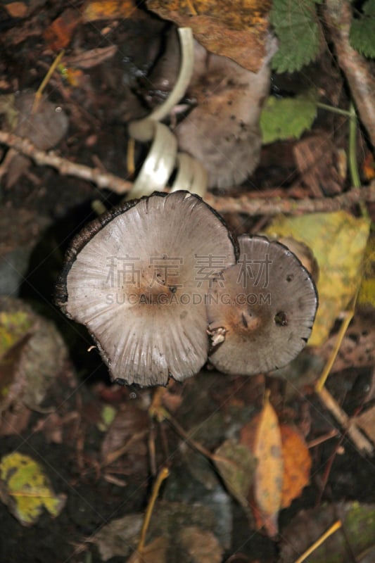 蘑菇,森林,毛发蓬乱,自然,垂直画幅,普通马勃,秋天,无人,户外,荷兰南部