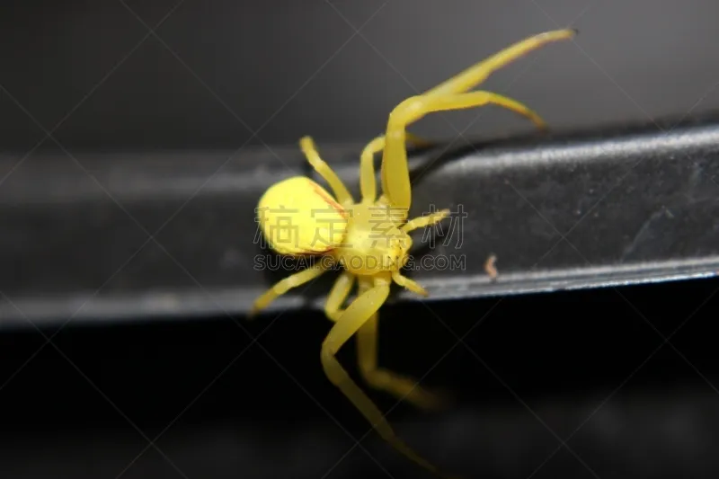 美国 美国西北太平洋地区 黄色 蜘蛛 液囊 俄勒冈州 自然 水平画幅 无人 摄影图片素材下载 稿定素材