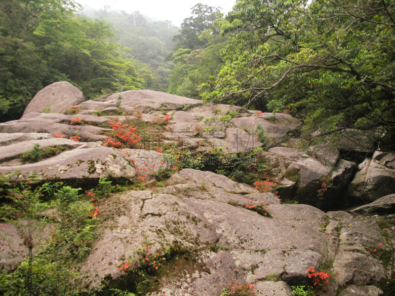 屋久岛,鹿儿岛县,日本,河流,自然,水平画幅,公主,苔藓,旅行者,绳文杉