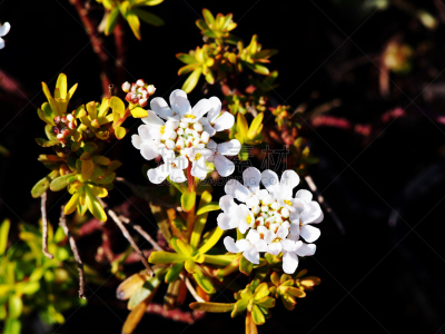 白烛葵,常绿白烛葵,自然,水平画幅,无人,特写,植物,黄色,常绿树,多年生植物