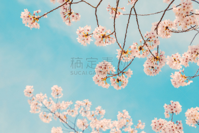 天空,樱花,蓝色,美,水平画幅,云,樱桃,无人,寺庙,户外