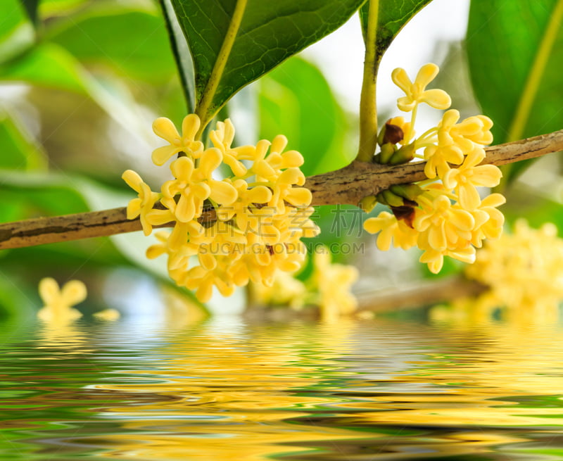 水,特写,桂花,美,茶树,芳香的,水平画幅,无人,明亮,lisianthus