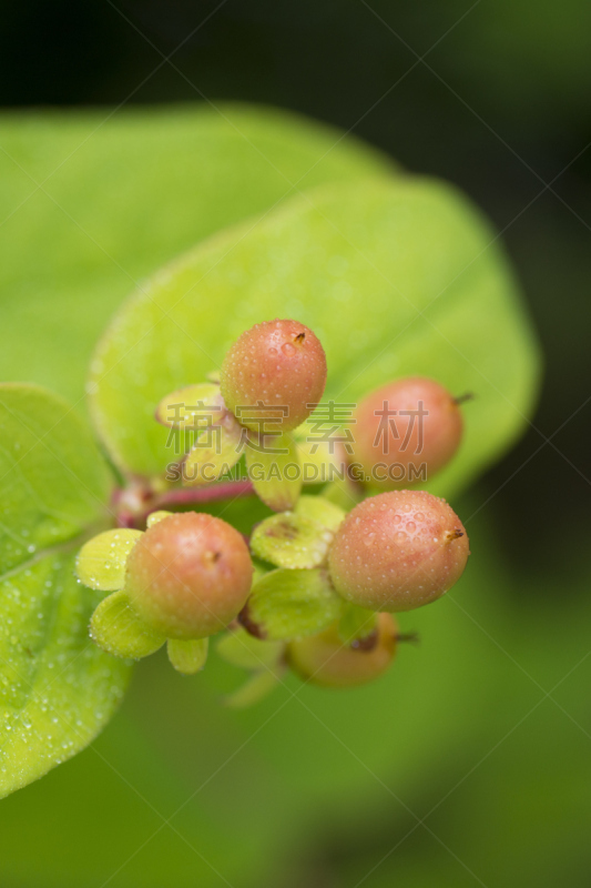 浆果,圣约翰草,藤黄科,雨季,雨滴,垂直画幅,美,六月,枝繁叶茂,无人