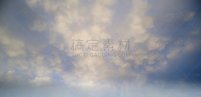 椋鸟,湿地,萨默塞特,巨大的,湖,在上面,天空,野生动物,水平画幅,秋天