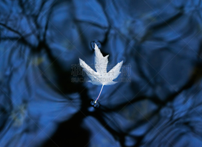 水,叶子,秋天,干的,枯萎的,选择对焦,天空,水平画幅,无人,植物