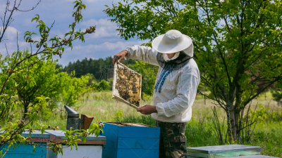 蜂箱,蜜蜂,beekeeper,多角三棱角箱鲀 ,圣胡安县,滨海湾公园,收获月,天然桥国家公园,水平画幅,高尔夫球运动