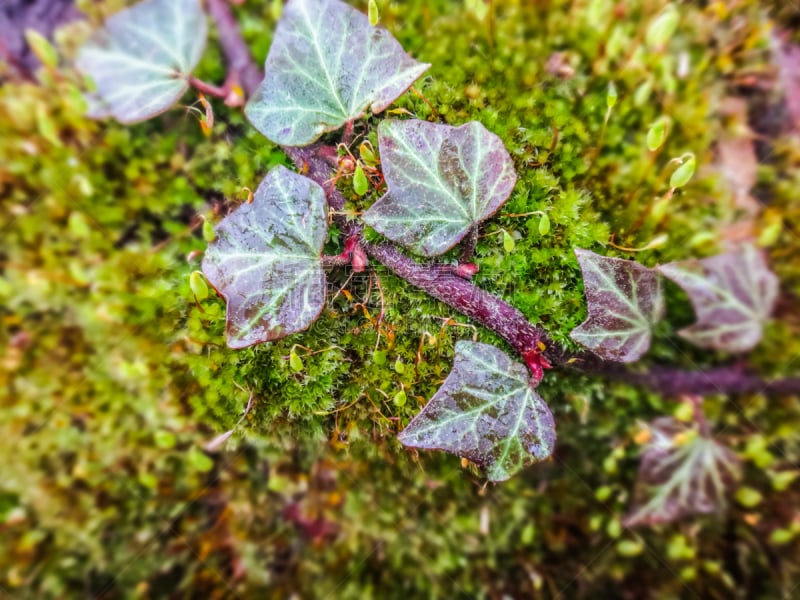 苔藓,新生活,植物群,小的,地毯,水平画幅,孢子,无人,精子,生物学