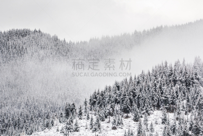云杉,森林,风,暴风雨,水平画幅,山,雪,无人,户外,白色