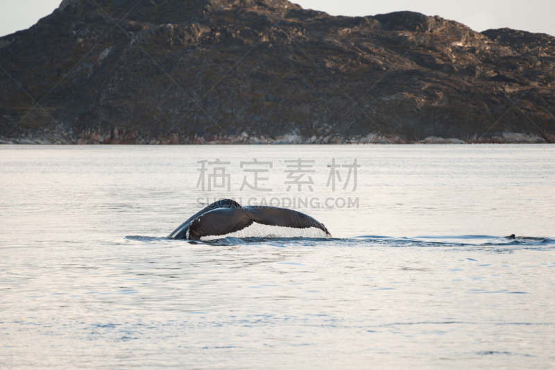 座头鲸,尾巴,格陵兰,水,美,水平画幅,大西洋,旅行者,户外,特写