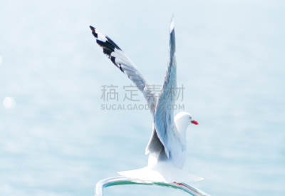 waitemata harbour,红喙海鸥,奥克兰,新西兰,选择对焦,留白,水平画幅,无人,鸟类,汽艇赛