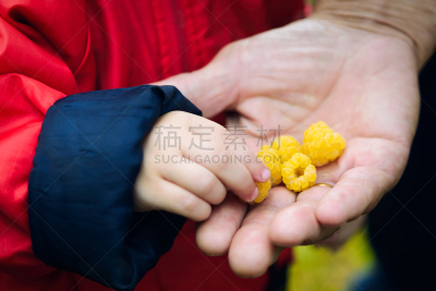手,覆盆子,童年,提举,四肢,夏天,21世纪,18到23个月,图像,活动
