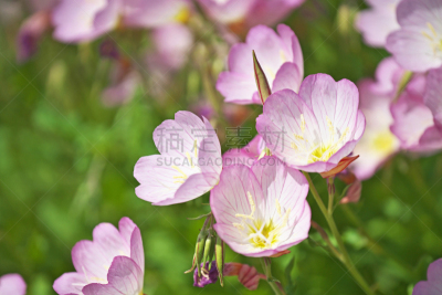 夜来香,水平画幅,无人,五月,日本,茅崎,墨西哥夜来香,红色,春天,植物