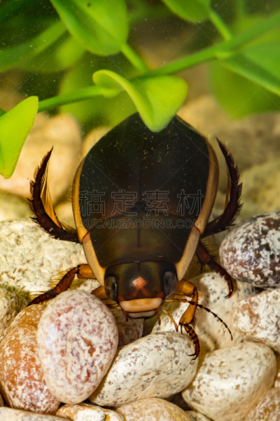 diving beetle,垂直画幅,水,爬虫学,巨大的,水下,科学,沼泽,湖,怪异