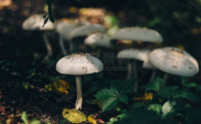 白蘑菇,小的,留白,孢子,泥土,夏天,草,北美,食用菌,白色
