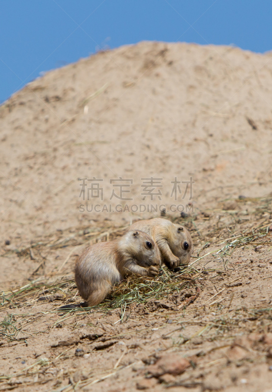 旱獭,草原,黑色,两只动物,幼小动物,黑尾草原土拨鼠,草原土拨鼠,警卫人员,松鼠,垂直画幅