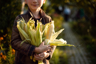 儿童,玉米,秋天,菜园,特写,男孩,生物学,农业,素食,蔬菜