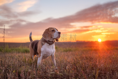 狗,比格犬,背景,苹果马提尼,自然美,九月,肖像,哺乳纲,动物,尾巴